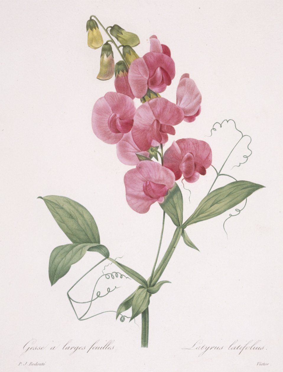 Lathyrus latifolius (hrách věčný), 1827 od Pierre Joseph Redouté