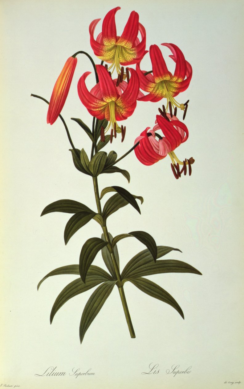 Lilium Superbus, z ‚Les Liliacees‘, 1805 od Pierre Joseph Redouté