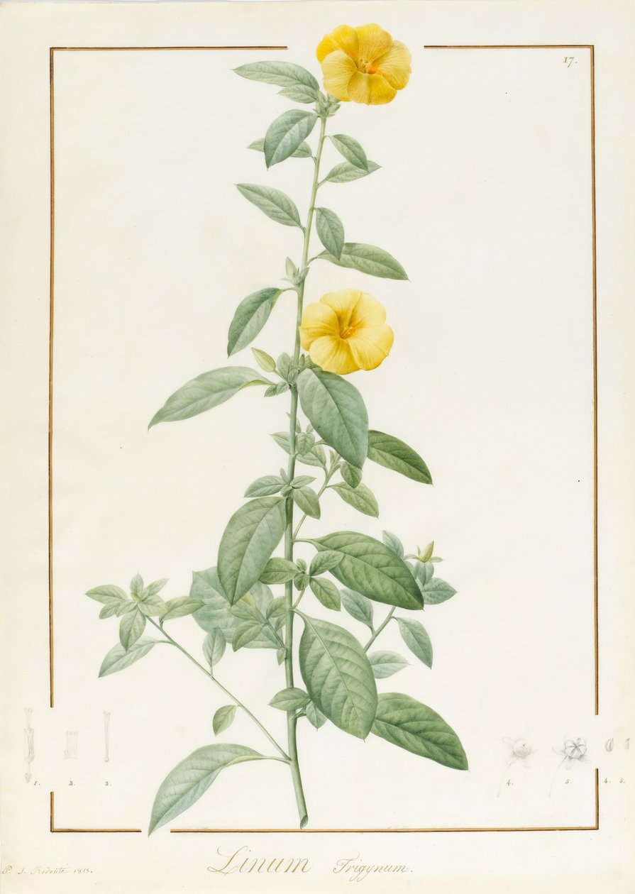 Linium Trigynum, 1813 (čb a tělová barva nad stopami grafitu na pergamenu) od Pierre Joseph Redouté