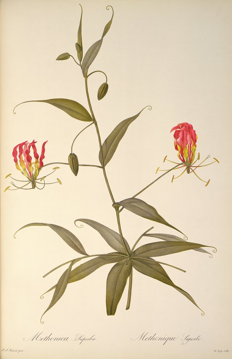 Methonica Superba, z ‚Les Liliacees‘, 1809 od Pierre Joseph Redouté