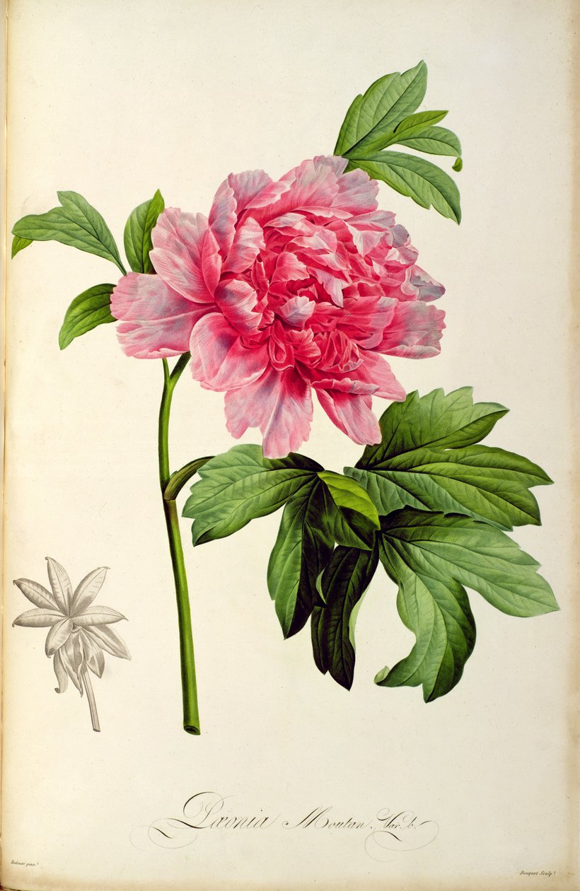 Paeonia Moutan, c.1799 (ručně kolorovaná rytina) od Pierre Joseph Redouté