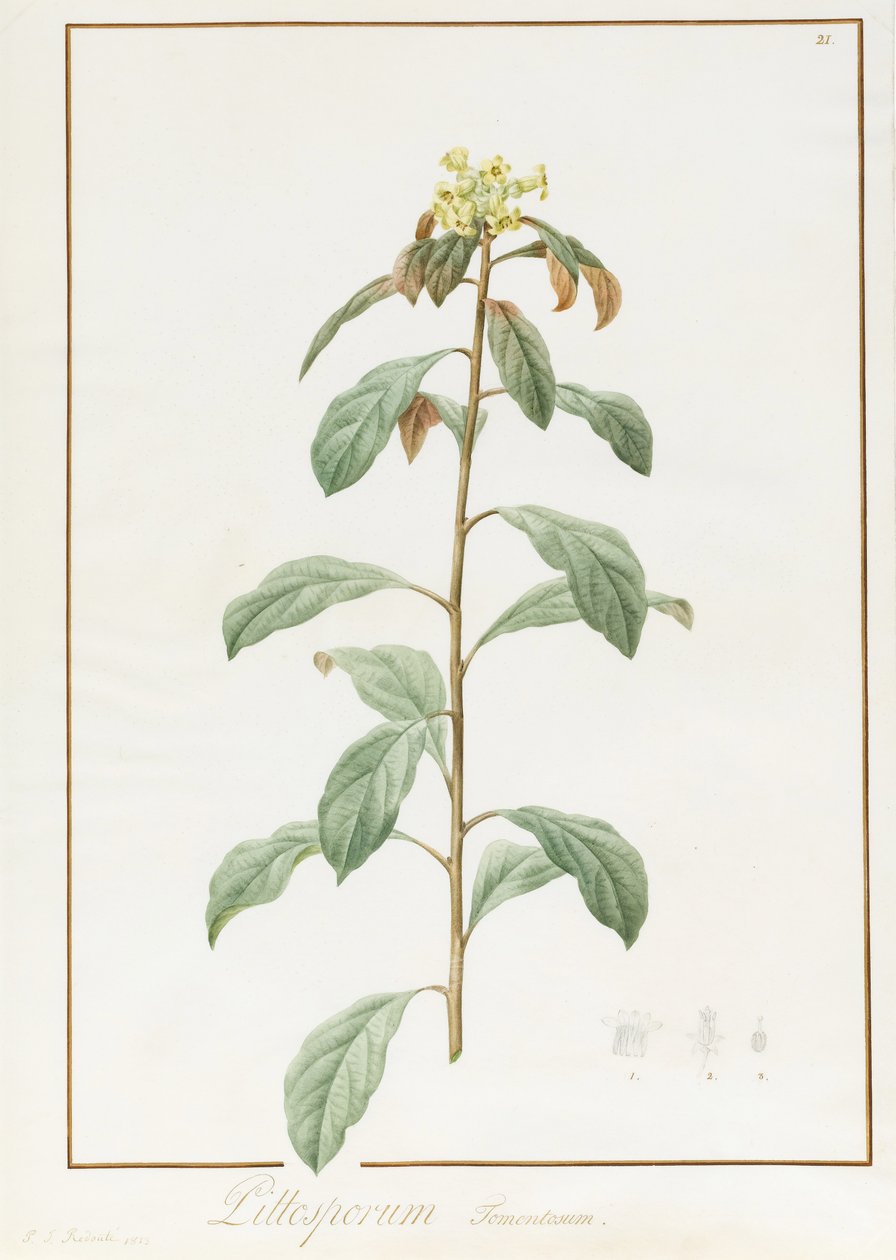 Paeonia Moutan var. B. Paeonia Suffruticosa, 1812 (wc s arabskou gumou přes stopy grafitu na pergamenu) od Pierre Joseph Redouté