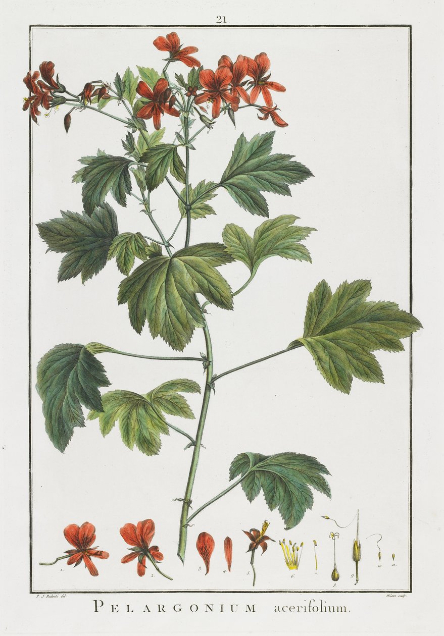 Pelargonium acerifolium, z Geraniologia, seu Erodii, Pelargonii, Monsoniae et Grieli historia iconibus illustrata, 1787-1788 od Pierre Joseph Redouté