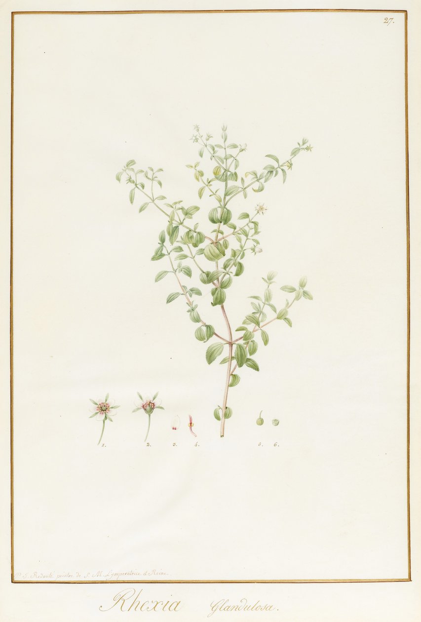 Rhexia Glandulosa (wc a tělová barva se stopami grafitu na pergamenu) od Pierre Joseph Redouté