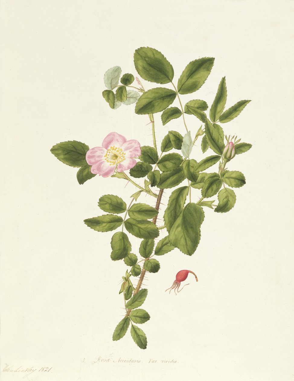 Rosa Acicularis Viridis od Pierre Joseph Redouté