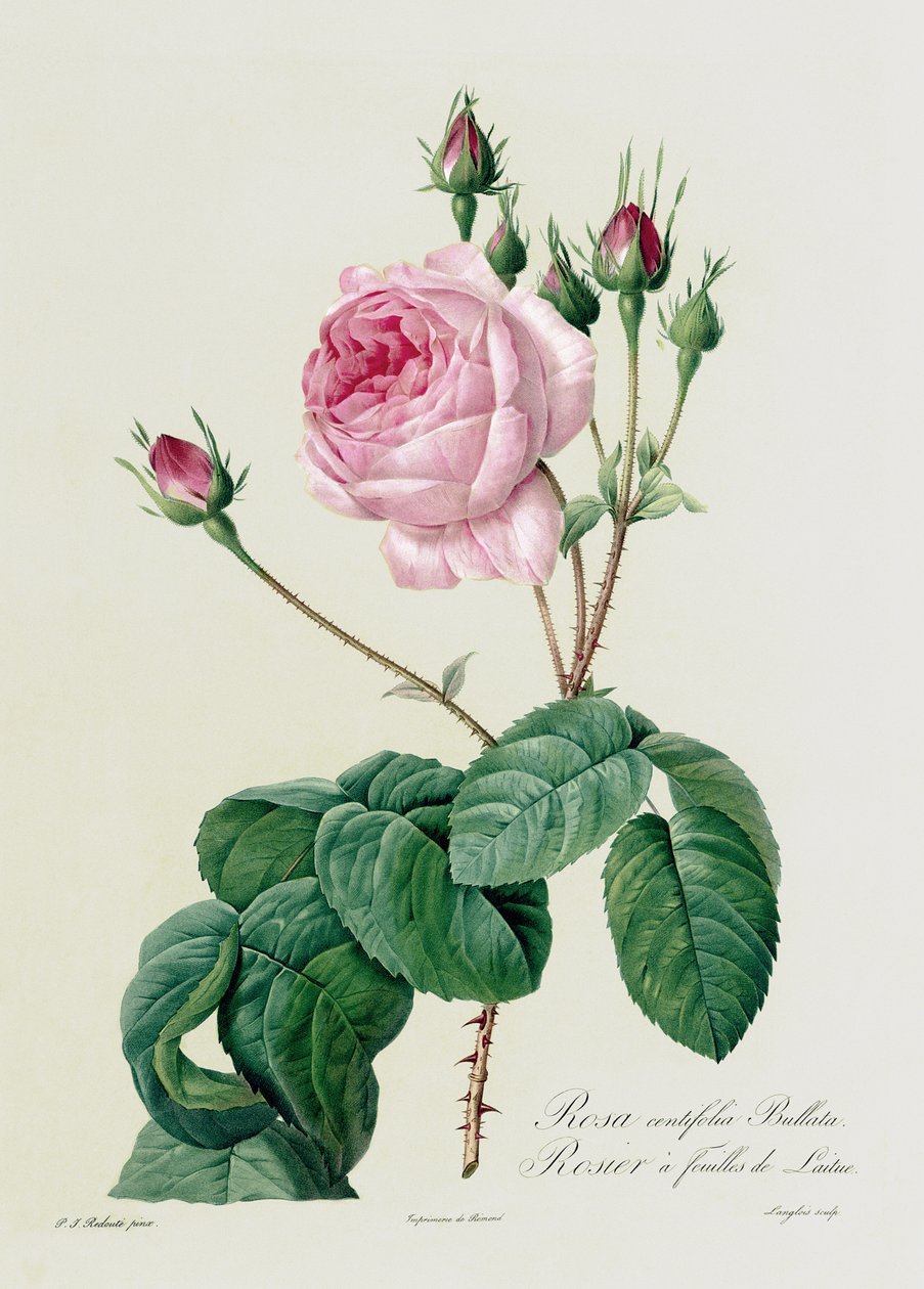 Rosa Centifolia Bullata, z 