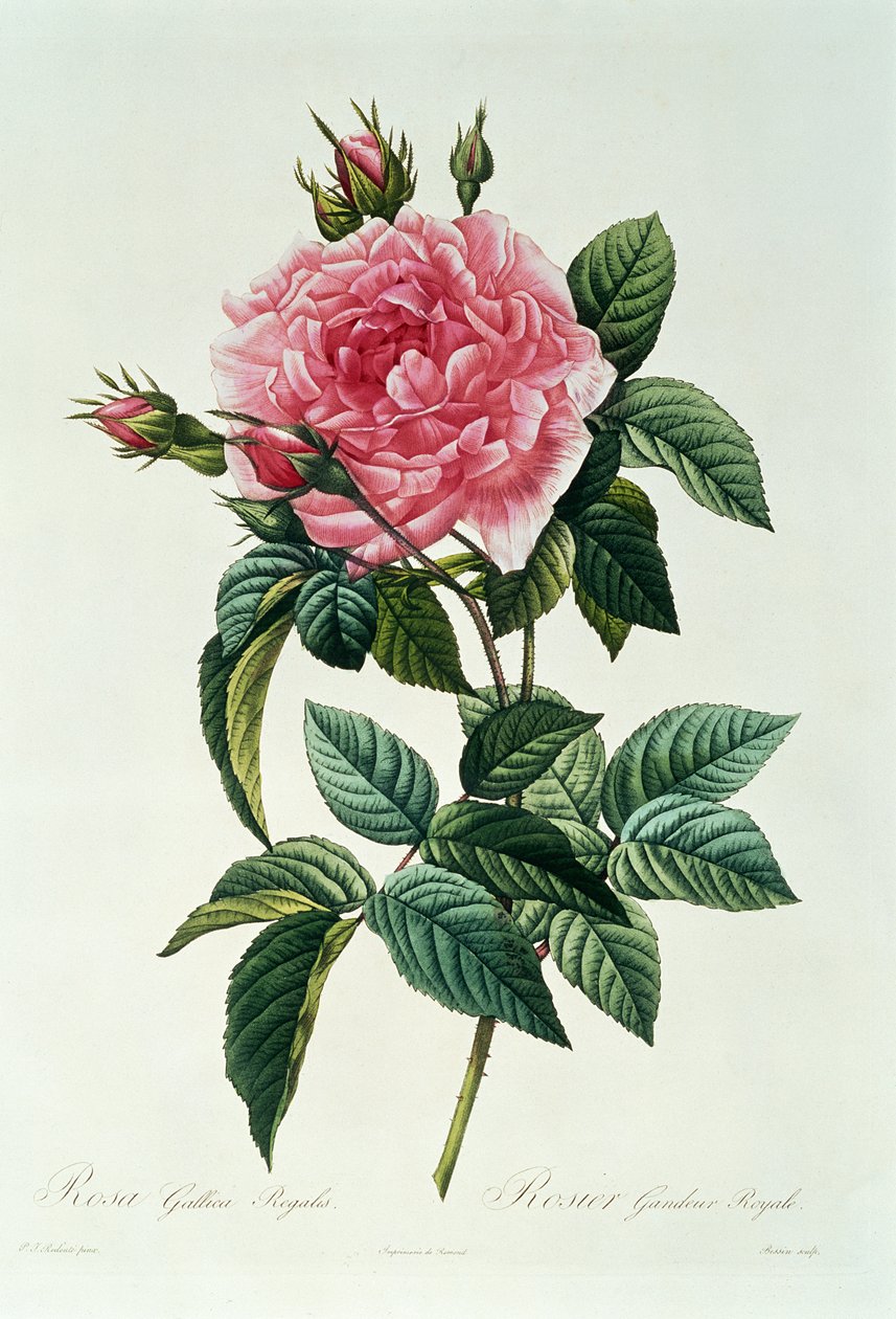 Růže francouzské královské od Pierre Joseph Redouté