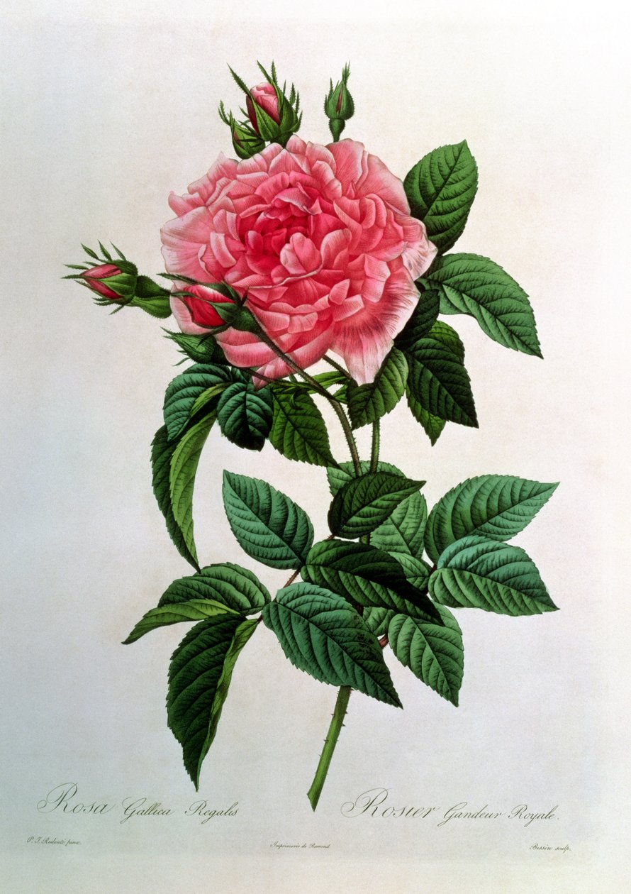 Rosa Gallica Regallis, z 