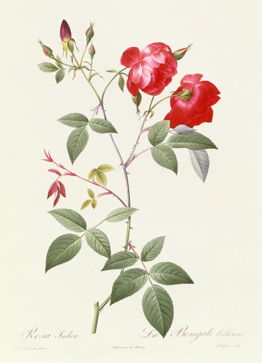 Indica Pink od Pierre Joseph Redouté