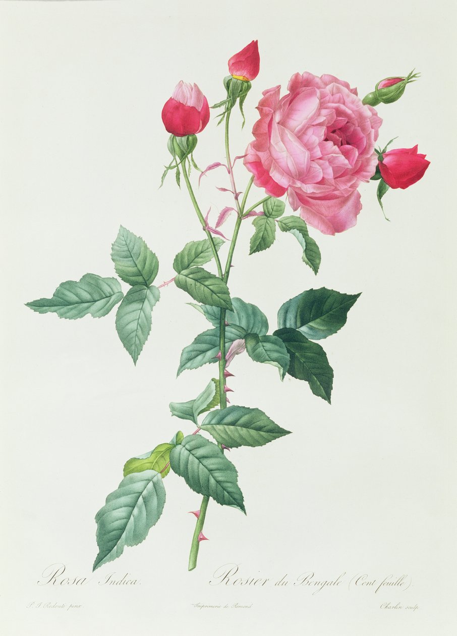 Indica Pink od Pierre Joseph Redouté