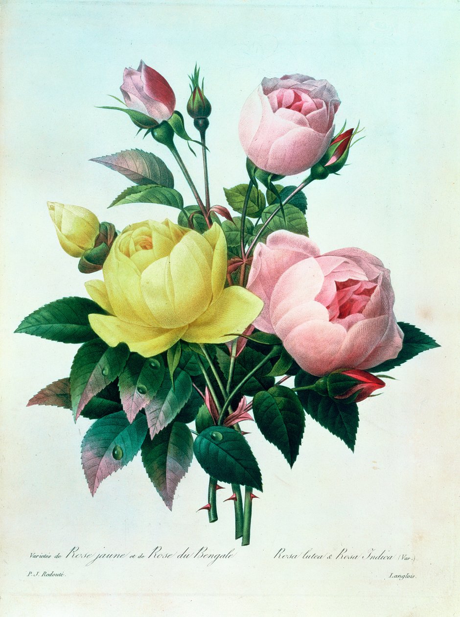 Rosa Lutea a Rosa Indica, z „Výběr nejkrásnějších květin“, 1827 od Pierre Joseph Redouté