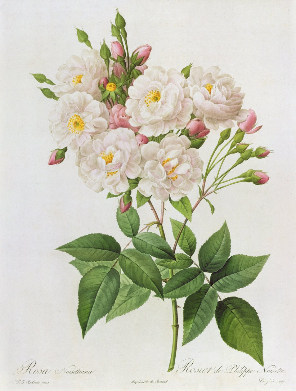 Rosa Noisettiana, z Les Roses, 19. století, 9 kolorovaná rytina) od Pierre Joseph Redouté