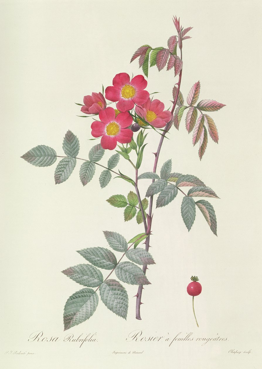 Rosa Rubrifolia od Pierre Joseph Redouté