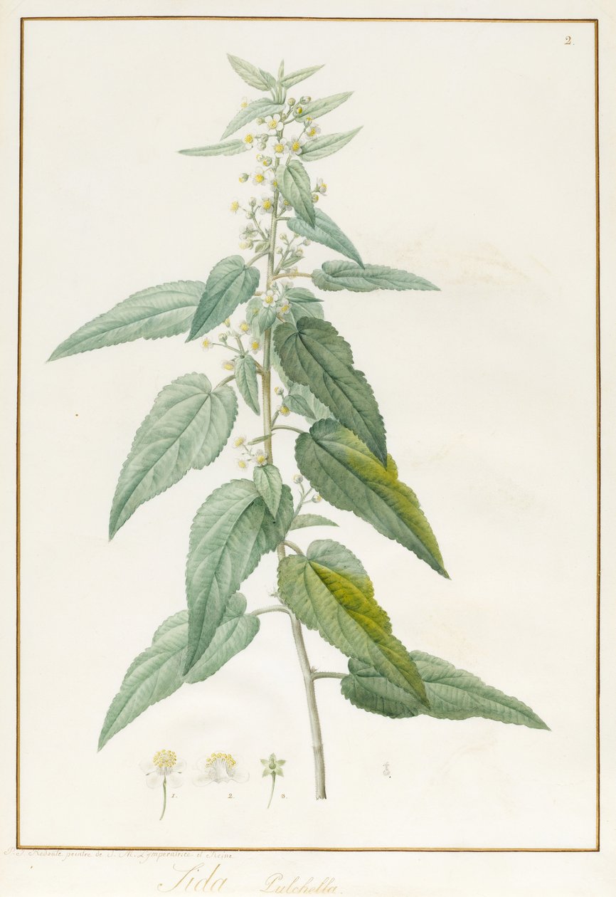 Sida Pulchella (grafit a čb na pergamenu) od Pierre Joseph Redouté