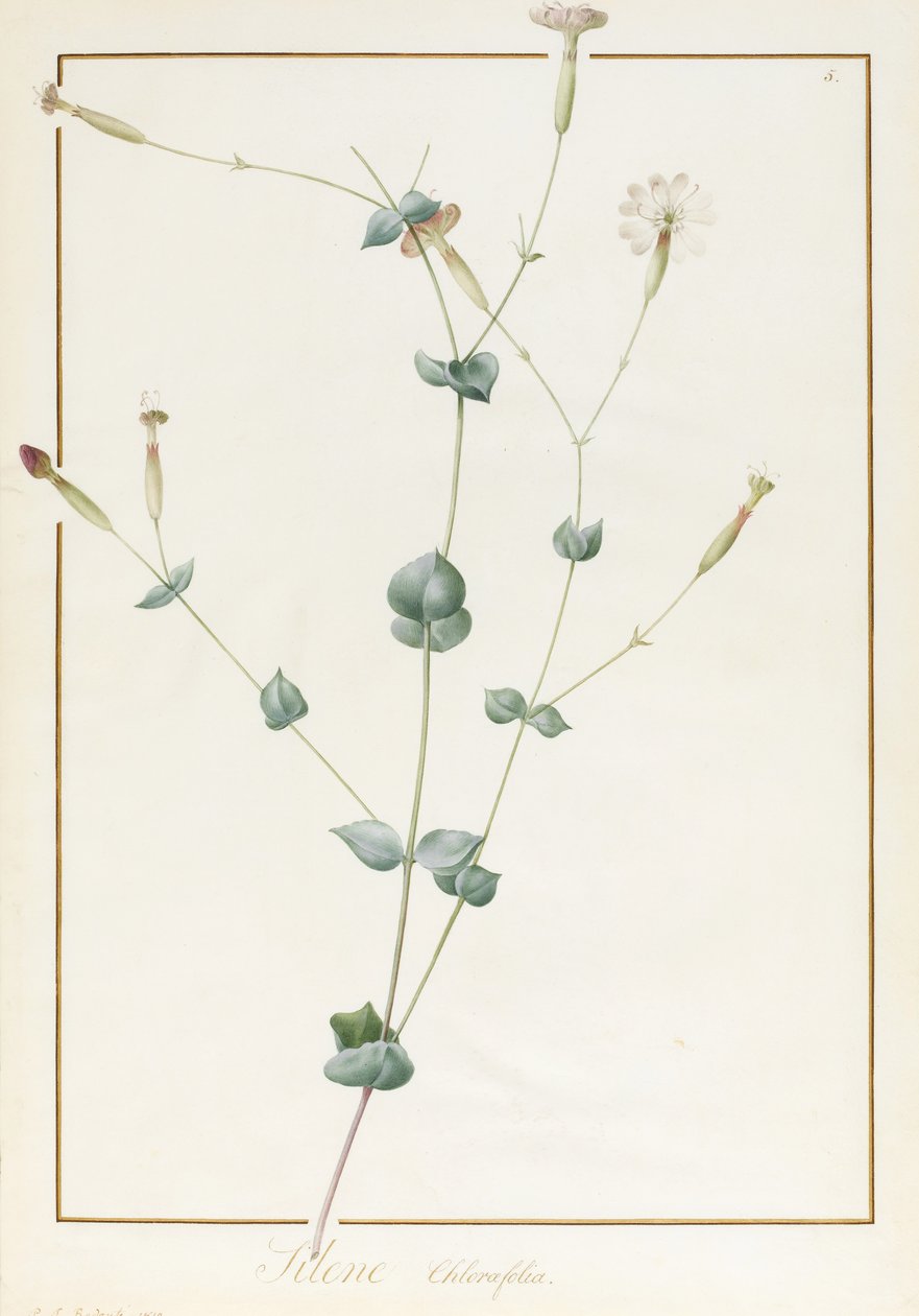 Silene Chloraefolia, 1810 (čb a tělová barva na pergamenu) od Pierre Joseph Redouté