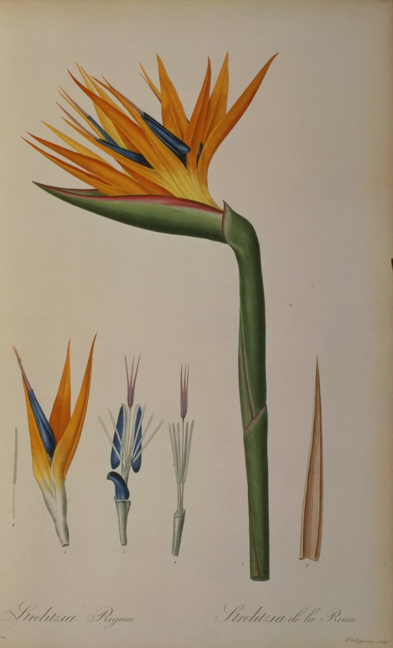 Královna Strelitzia, z "Les Strelitziacees" od Pierre Joseph Redouté
