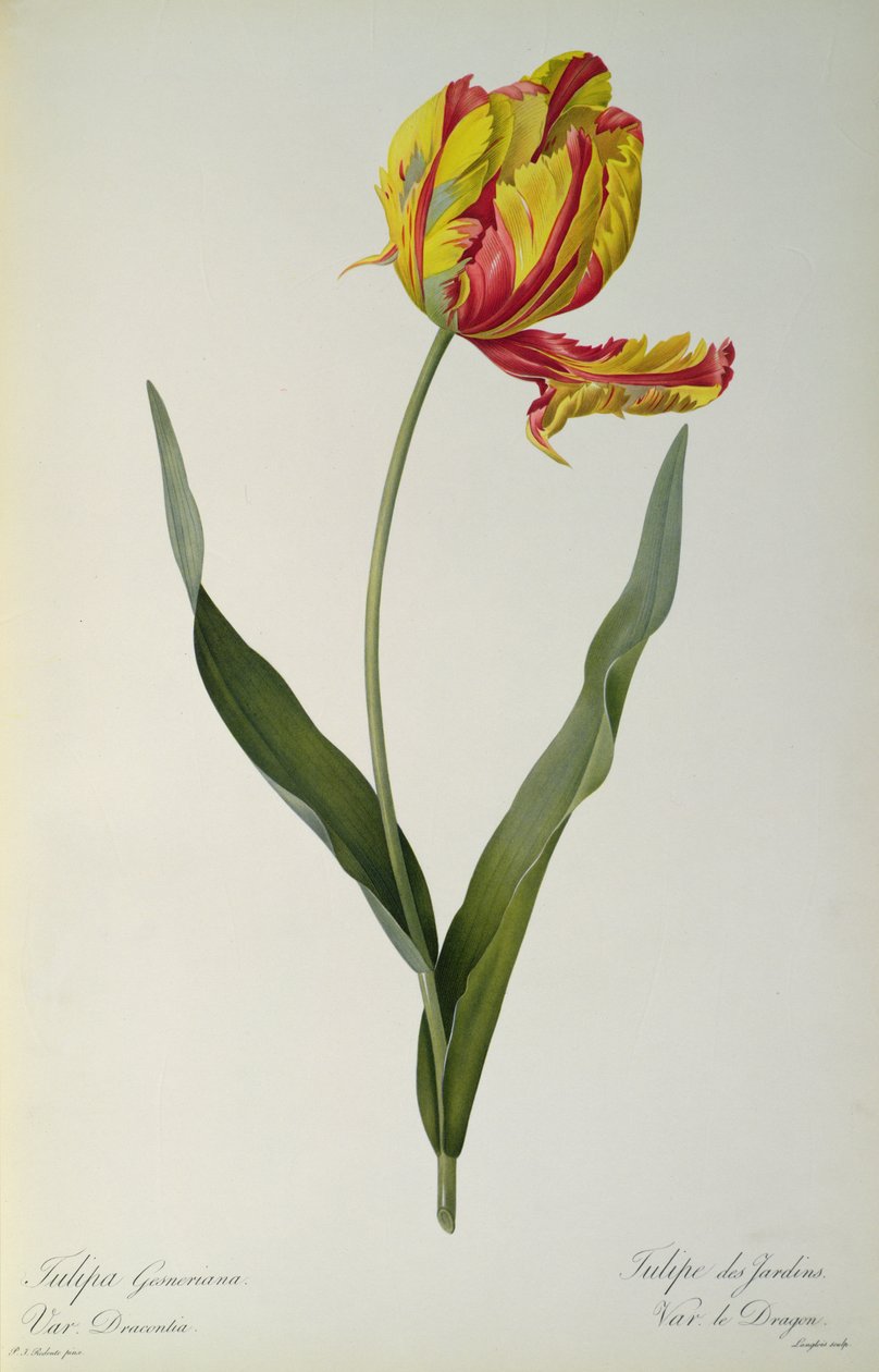Tulipa gesneriana dracontia, od `Les Liliacees