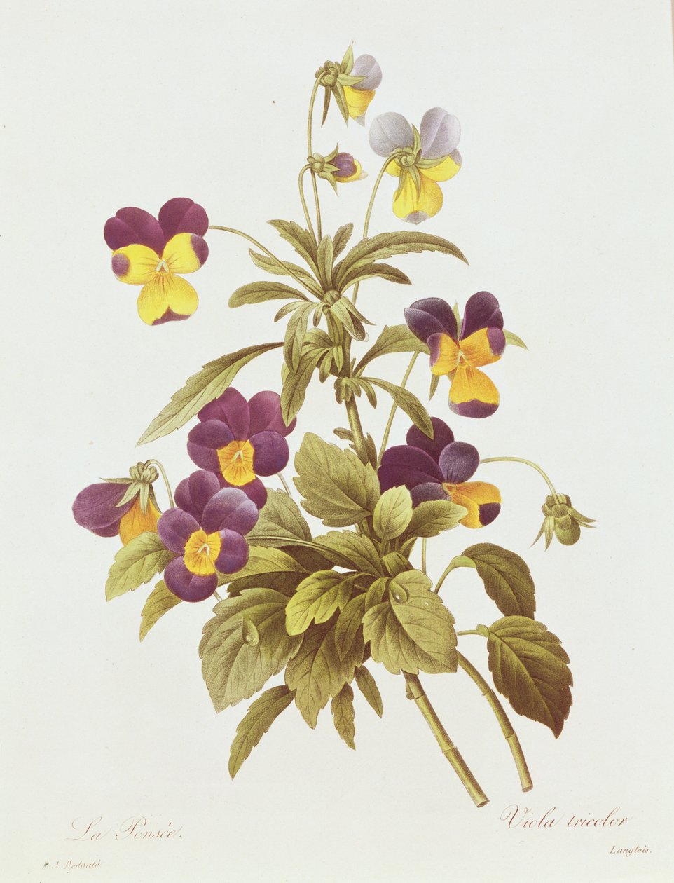 Viola Tricolor (barevná rytina) od Pierre Joseph Redouté