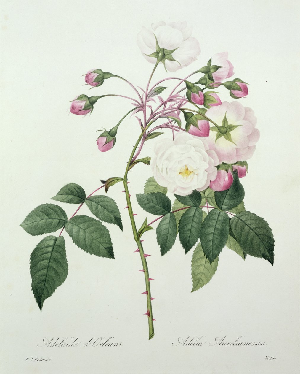 Adelia aurelianensis, vyrytá Victorem, z „Výběr nejkrásnějších květin“, 1827 od Pierre Joseph Redouté