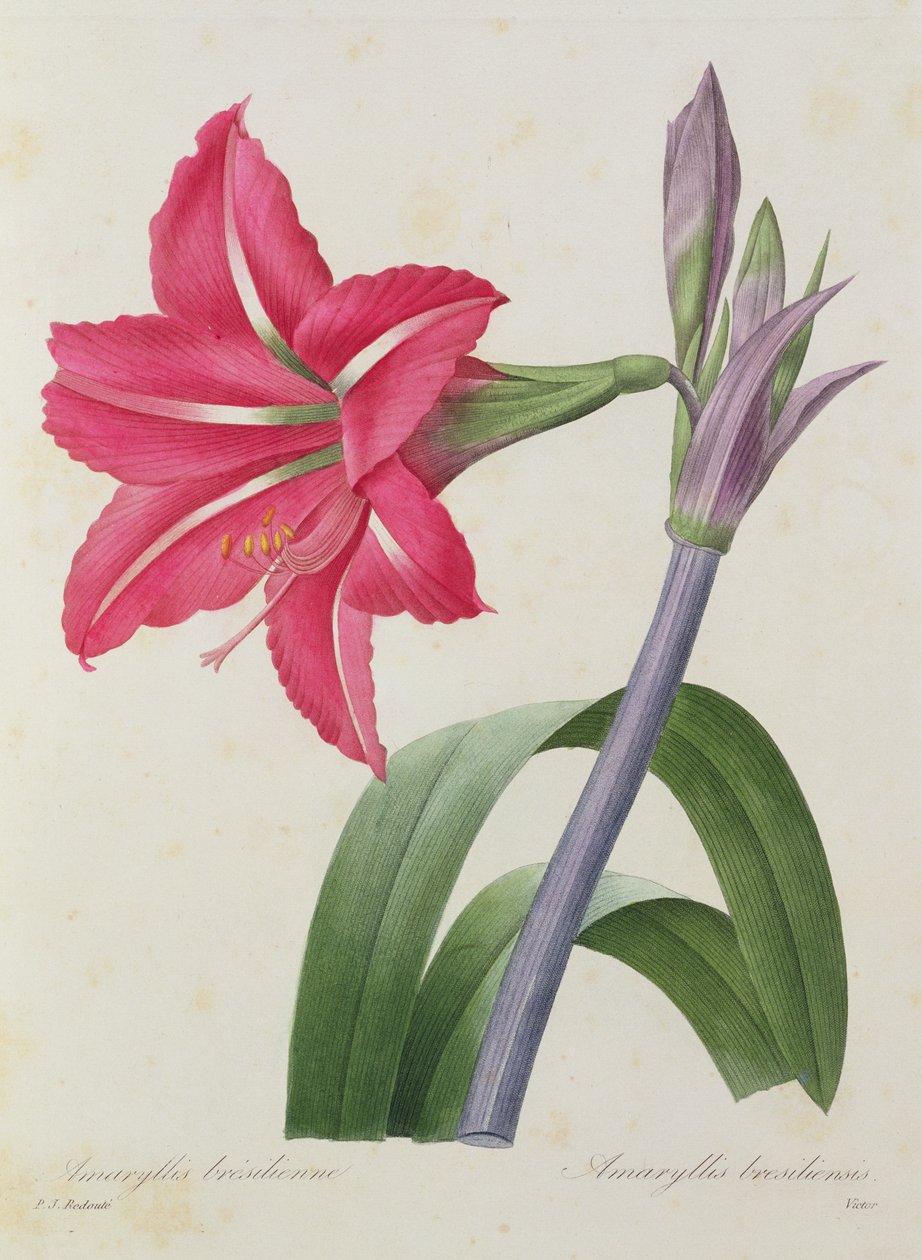 Amaryllis bresiliensis (amarylis brazilský), rytina Victora, z "Choix des Plus Belles Fleur", asi 1827-33 od Pierre Joseph Redouté