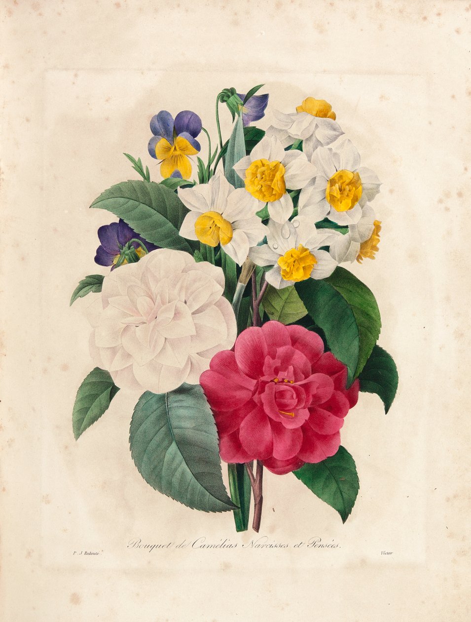Kytice kamélií, narcisů a macešek, vyrytá Victorem, z „Výběr nejkrásnějších květin a nejkrásnějších plodů“, sv. I, 1827-33 od Pierre Joseph Redouté