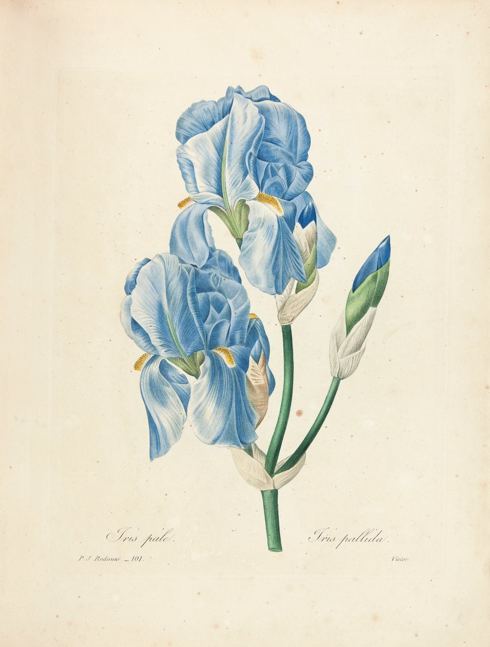 Iris Pallida, vyrytý Victorem, z 