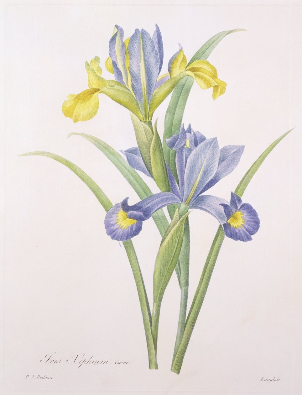 Iris xiphium, odrůda, vyrytý Langloisem, z „Výběr nejkrásnějších květin“, 1827 od Pierre Joseph Redouté