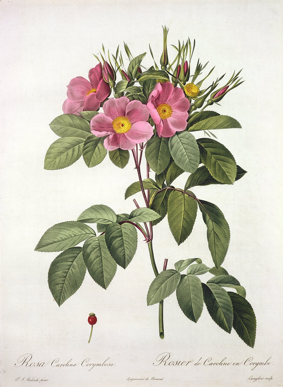 Rosa Carolina Corymbosa, rytina Langlois, z 
