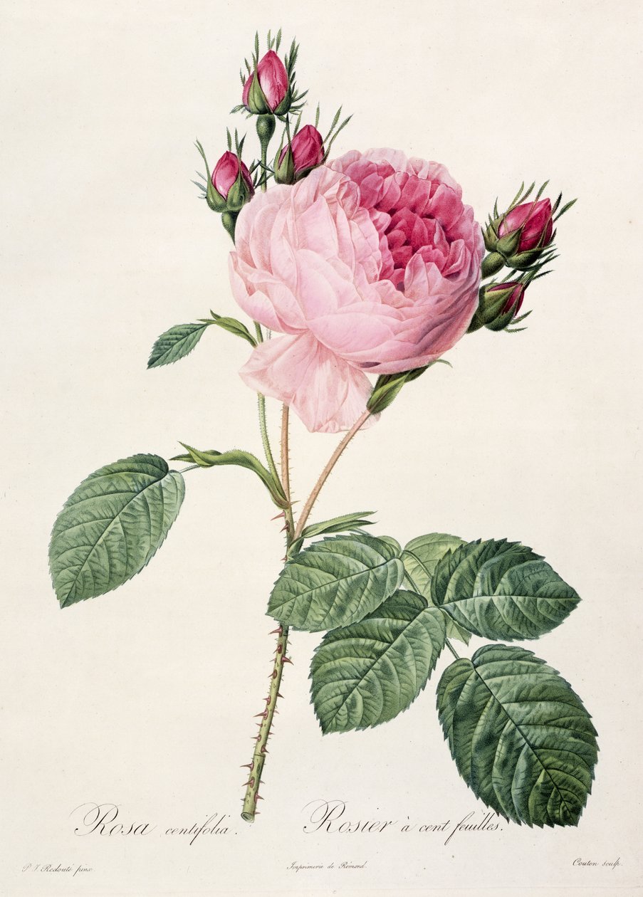 Rosa Centifolia, z 