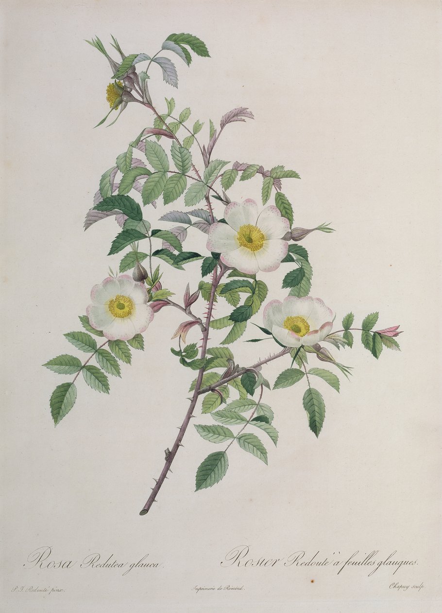 Rosa Redutea glauca, ryl Chapuy, vydal Remond od Pierre Joseph Redouté