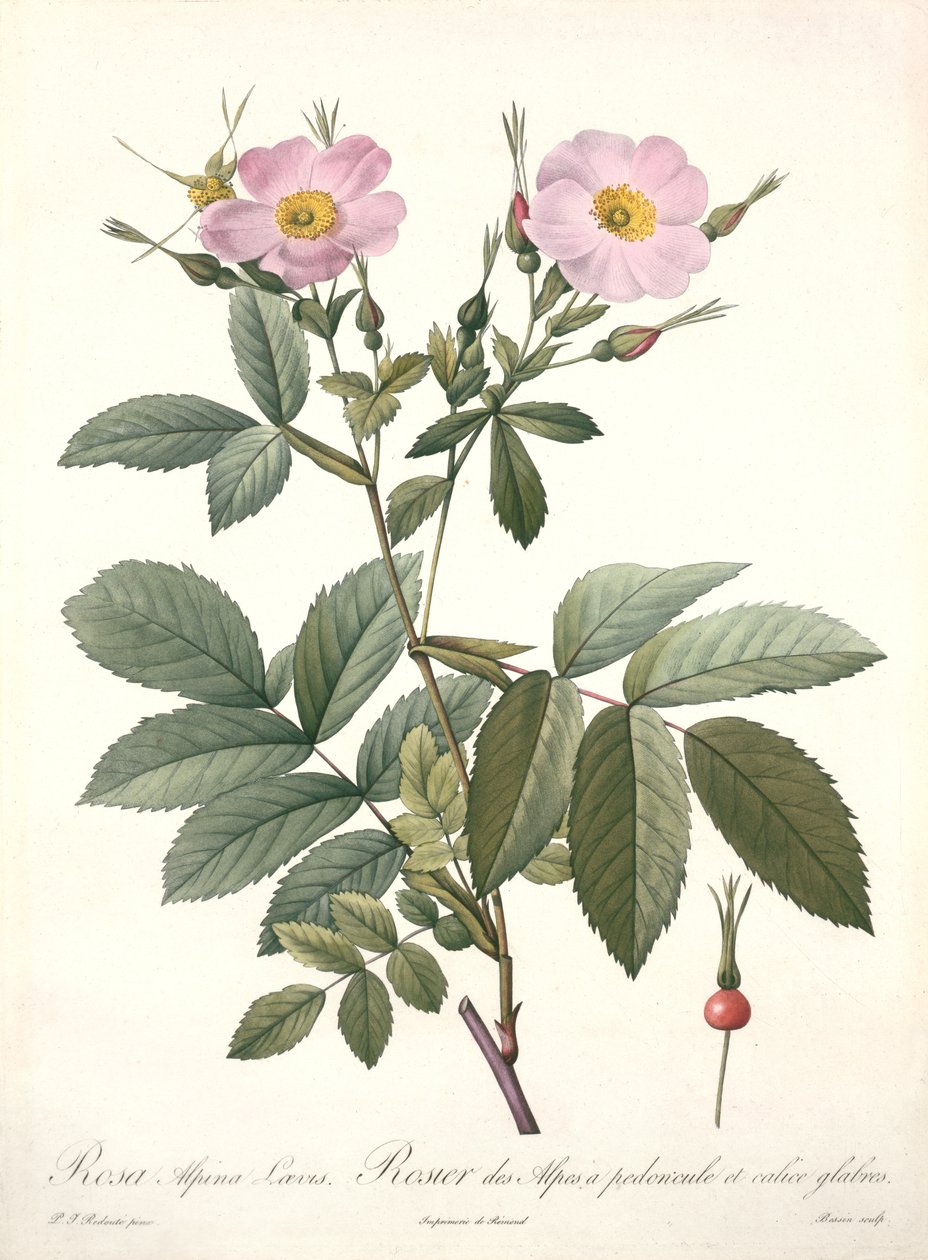 Rosa alpina laevis, rytina Bessin, z knihy "Les Roses", 1817-24 (kolorovaná akvatinta) od Pierre Joseph Redouté
