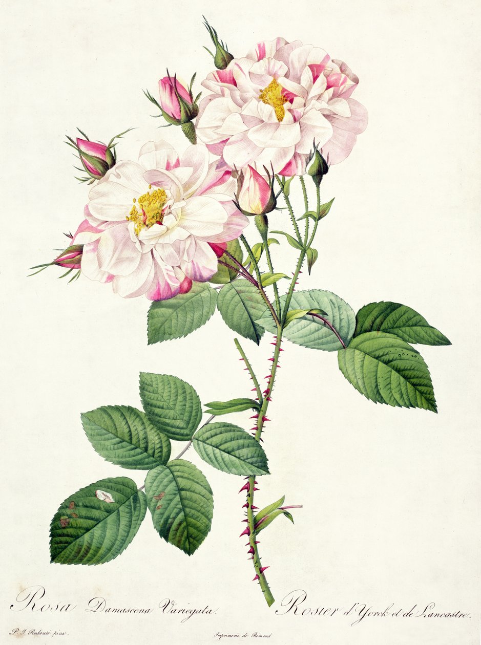 Rosa damascena variegata (růže z Yorkska a Lancasteru), vyryla Bessin, z 
