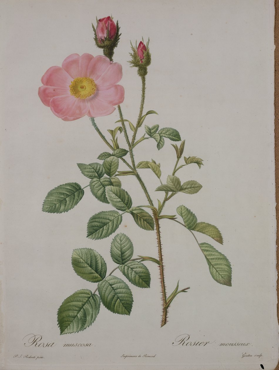 Rosa muscosa (mechová růže), rytina Goutena, z knihy "Les Roses", 1817-24 (kolorovaná akvatinta) od Pierre Joseph Redouté