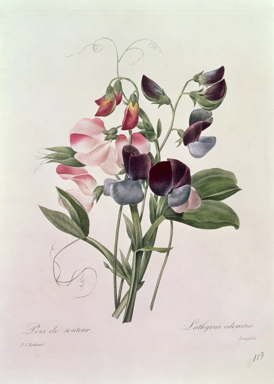 Sladký hrášek (Lathyrus odoratur) vyrytý Langloisem, z „Výběr nejkrásnějších květin“, 1827-33 od Pierre Joseph Redouté
