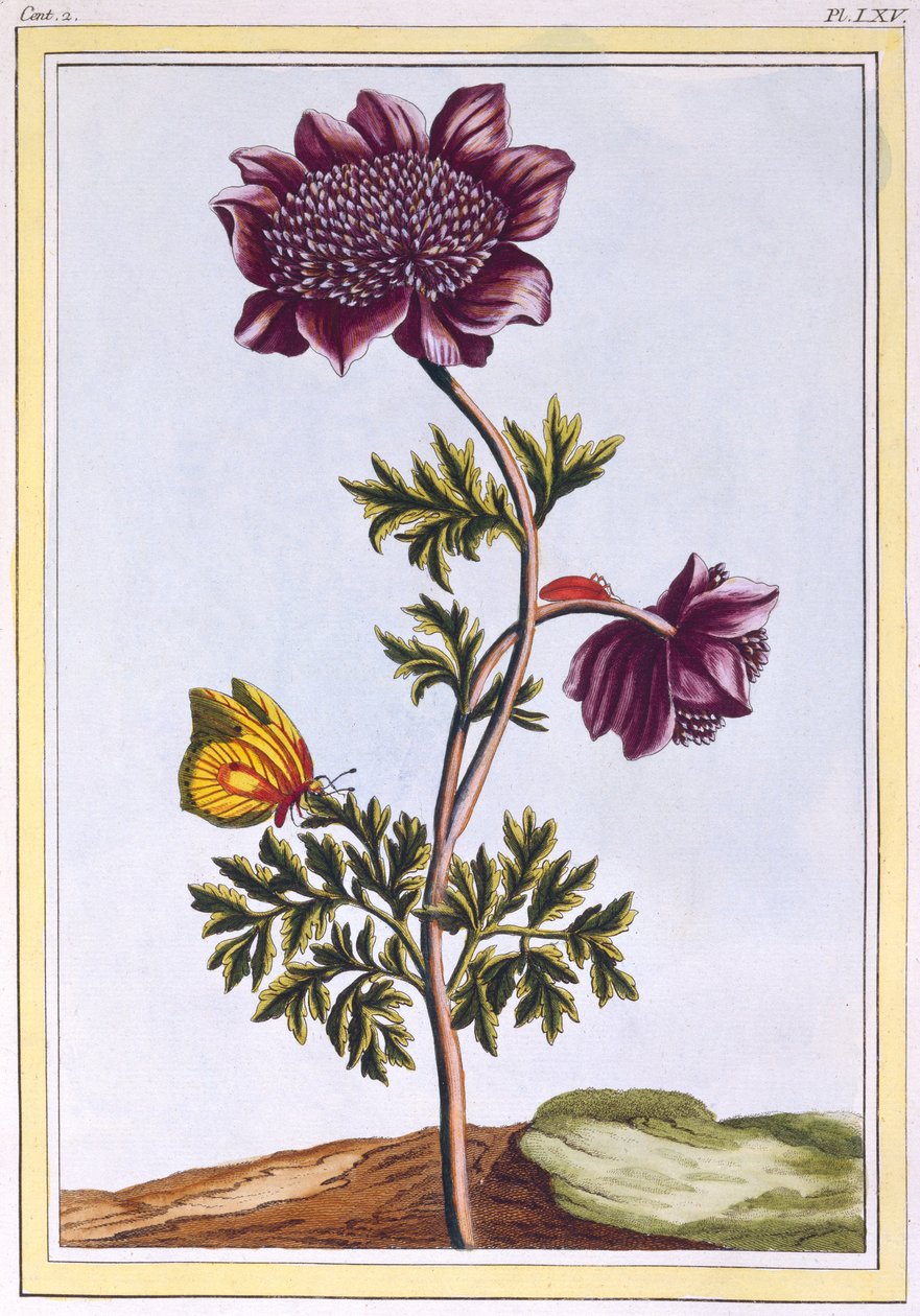Garden Anenome (Windflower), kolem 1776 (ručně kolorovaná rytina) od Pierre Joseph Buchoz