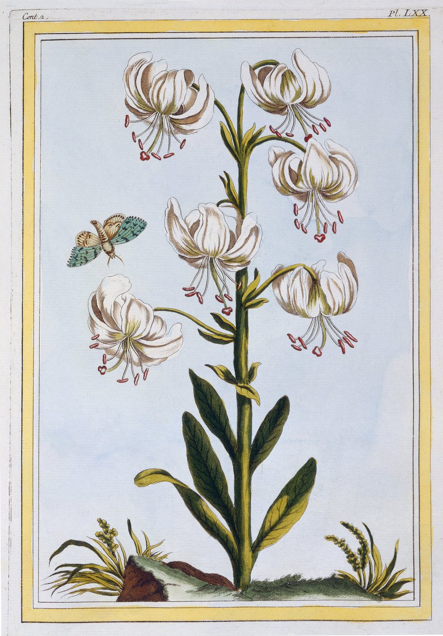 Turkscap Lily prob L. Martagan, Var: Album, c.1776 (ručně kolorovaná rytina) od Pierre Joseph Buchoz
