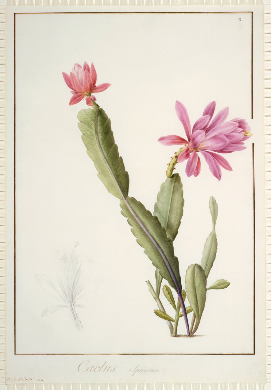 Cactus Speciosus, 1811 (wc a tělová barva přes stopy grafitu na pergamenu) od Pierre Joseph Redouté