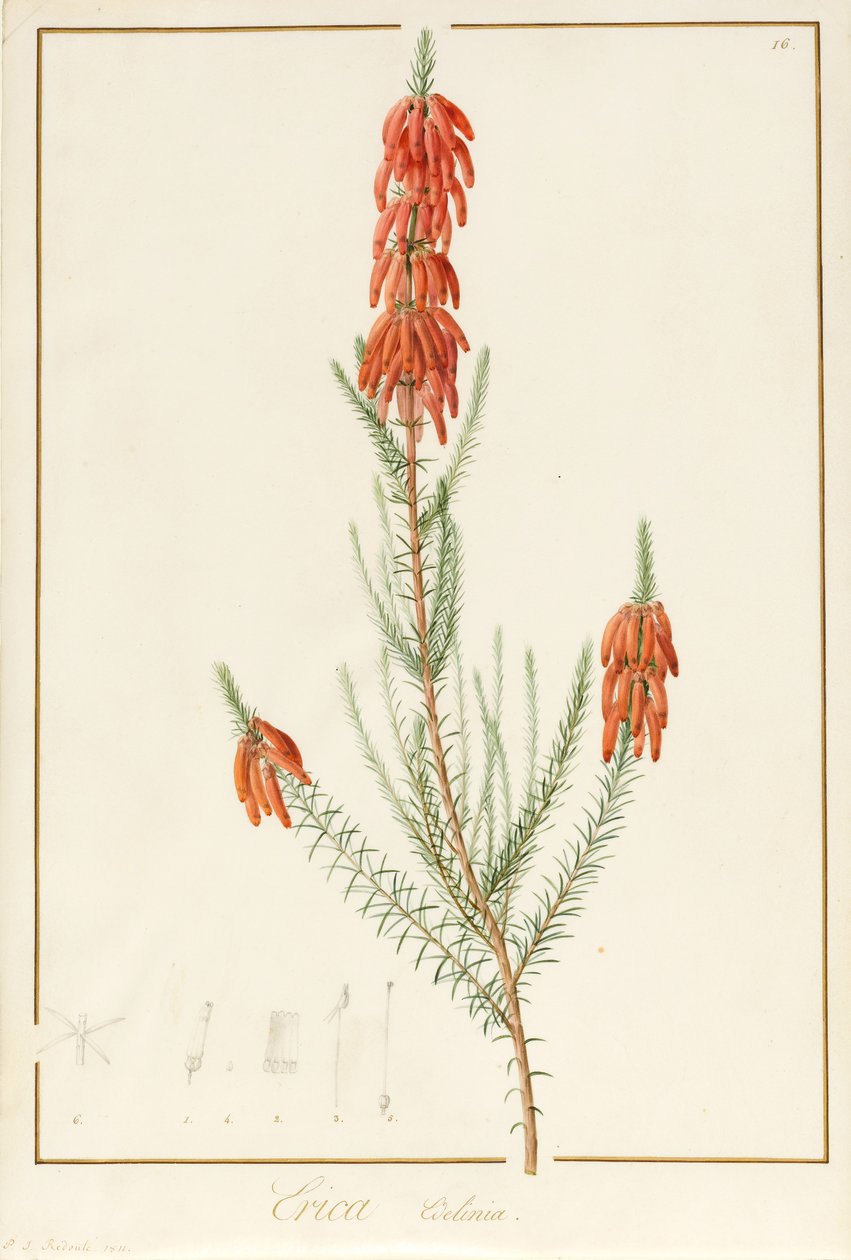 Erica Edilinei, 1811 (wc a tělová barva přes stopy grafitu na pergamenu) od Pierre Joseph Redouté