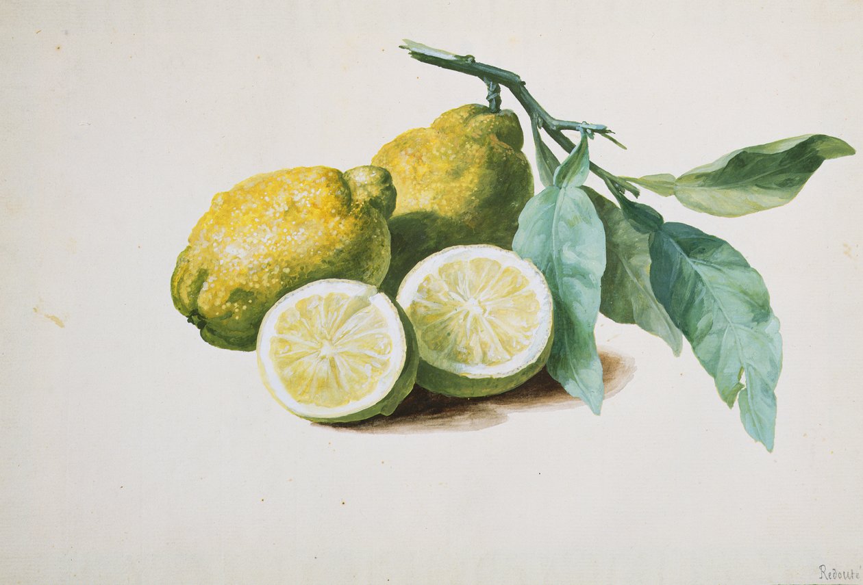 Citrony, 1840 od Pierre Joseph Redouté