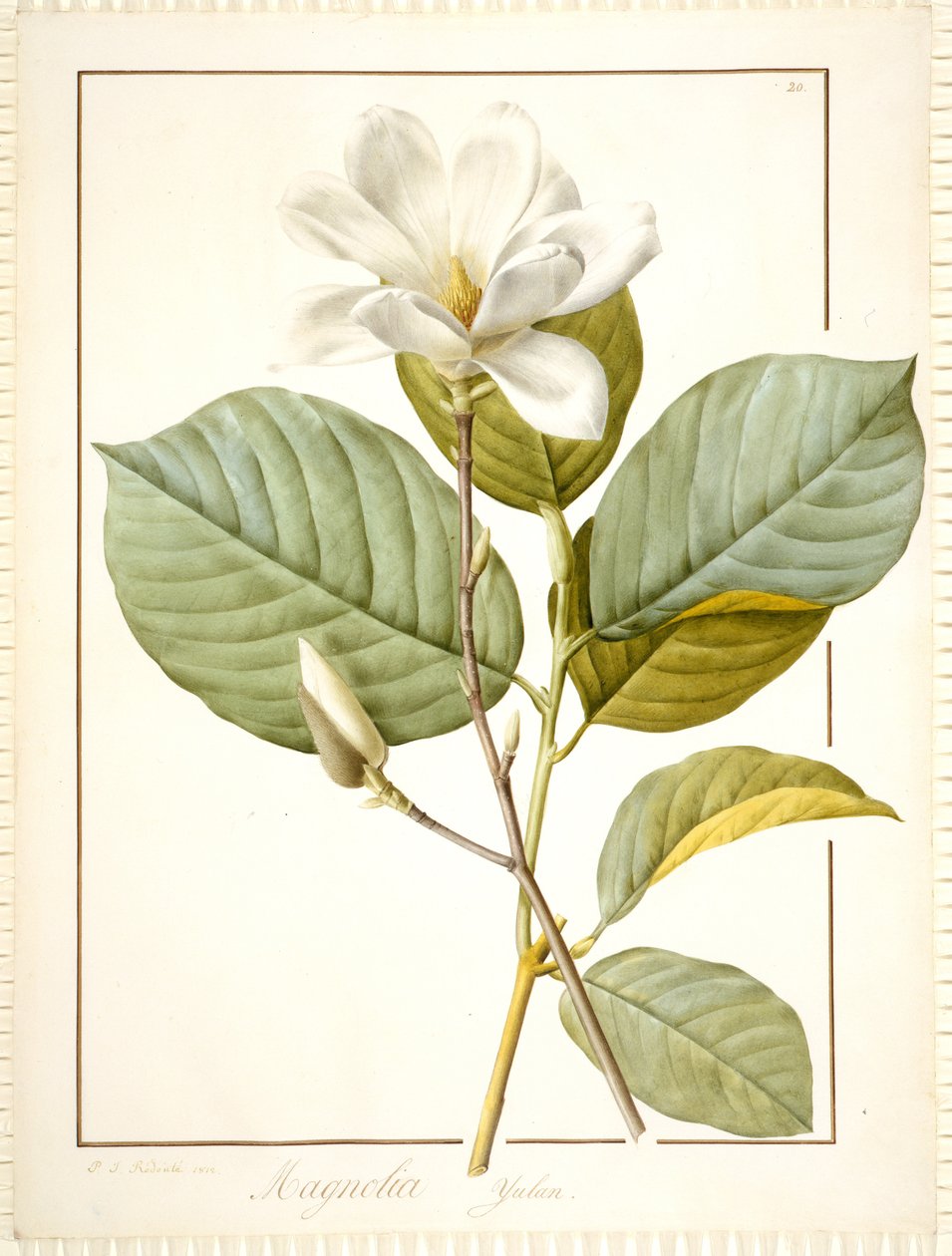 Magnolia Yulan, Magnolia Denudata, 1812 (wc a barva těla přes stopy grafitu na pergamenu) od Pierre Joseph Redouté