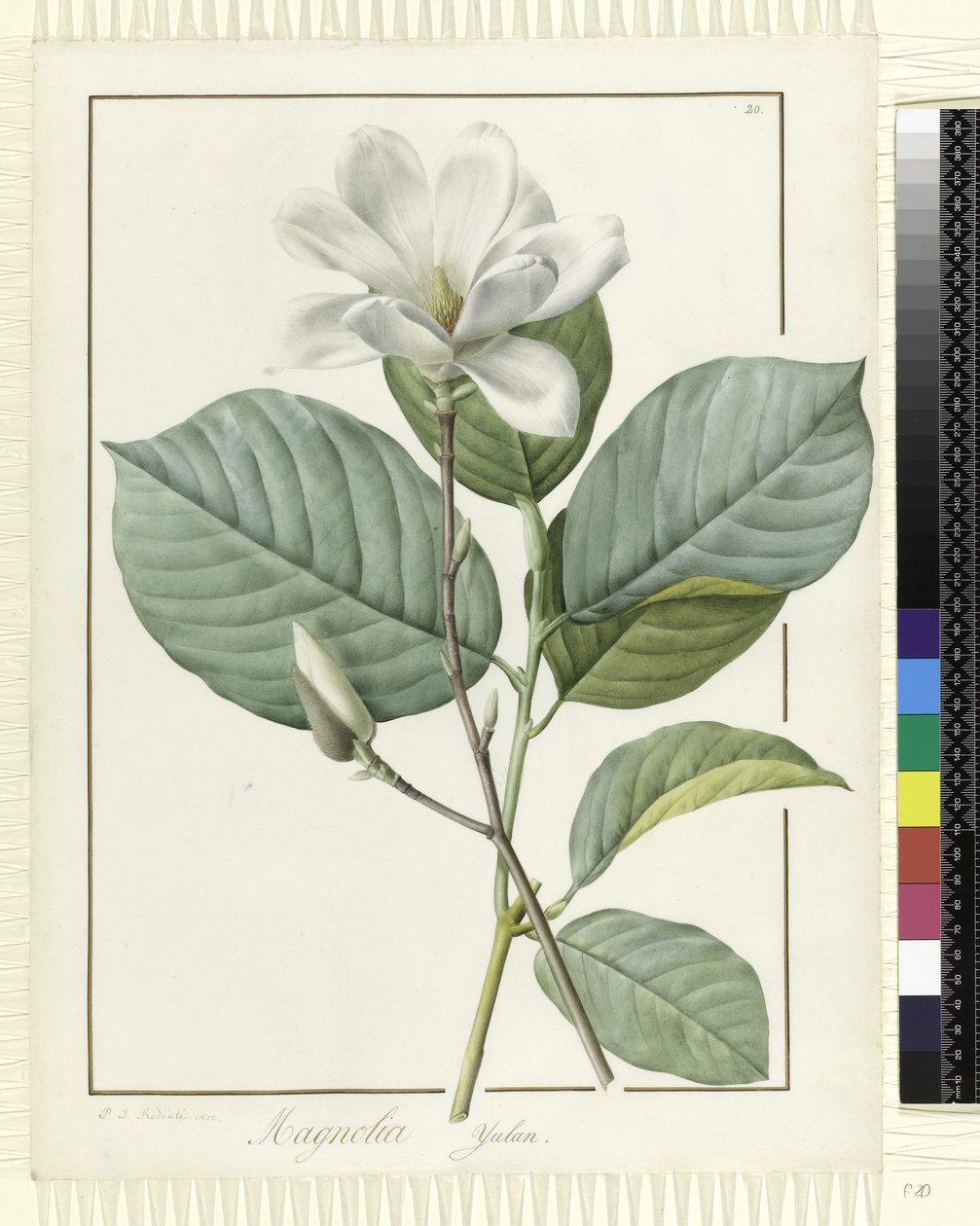 Magnolia yulan Magnolia denudata, 1812 od Pierre Joseph Redouté