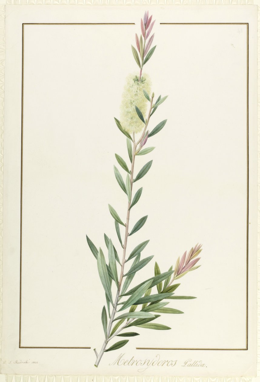 Metrosyderos Pallida, 1812 (wc a tělová barva přes grafit na pergamenu) od Pierre Joseph Redouté