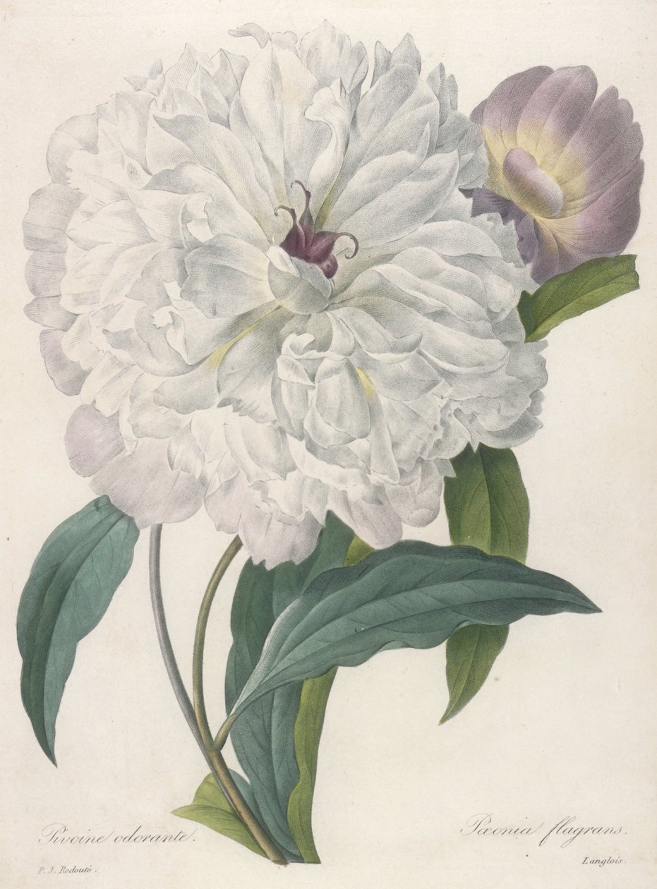 Paeonia flagans (Pivoňka), 1827 od Pierre Joseph Redouté