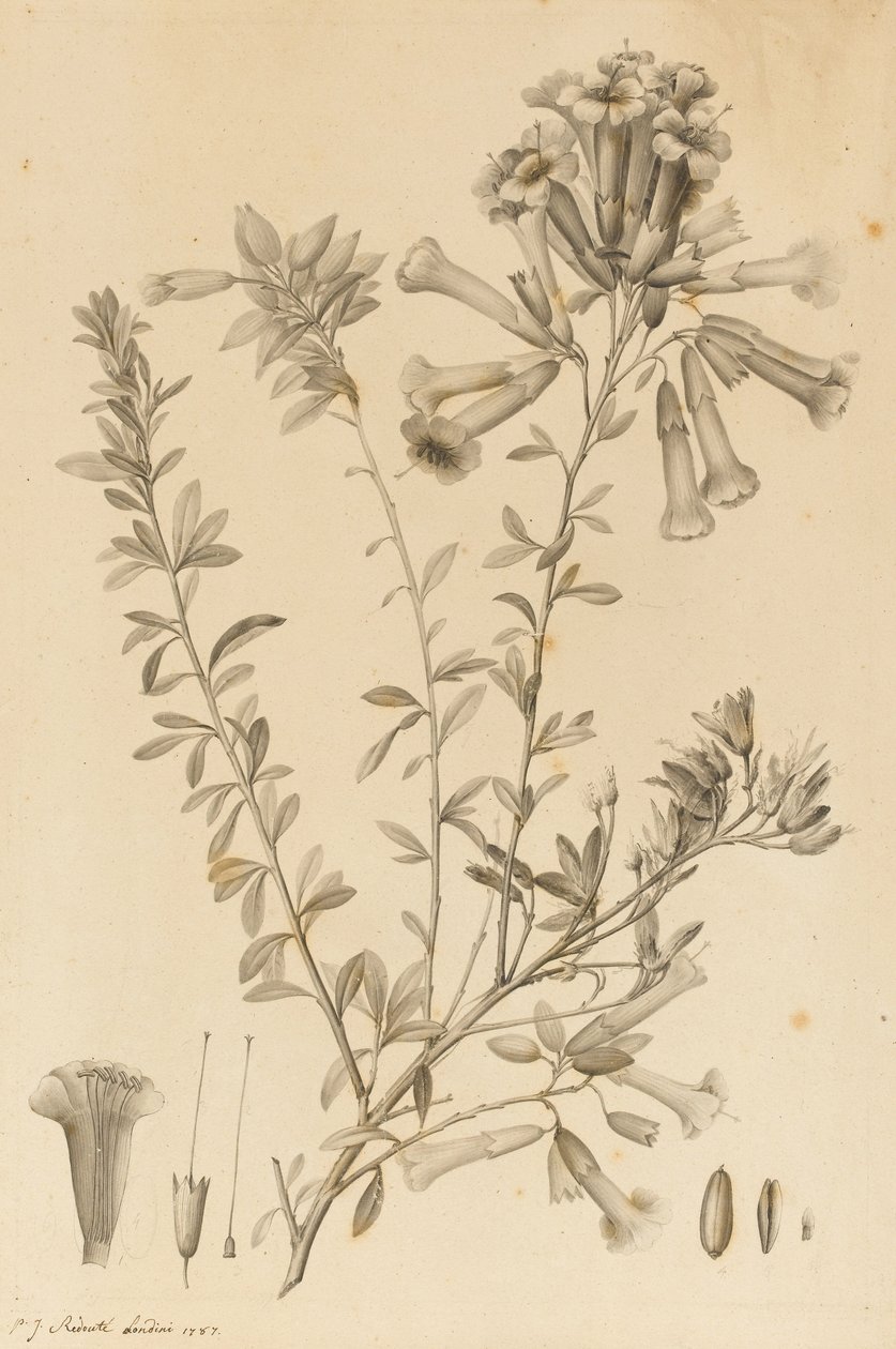 Periphragmos Species, 1787 (černý inkoust a šedá barva na papíře, přilepená na držáku) od Pierre Joseph Redouté