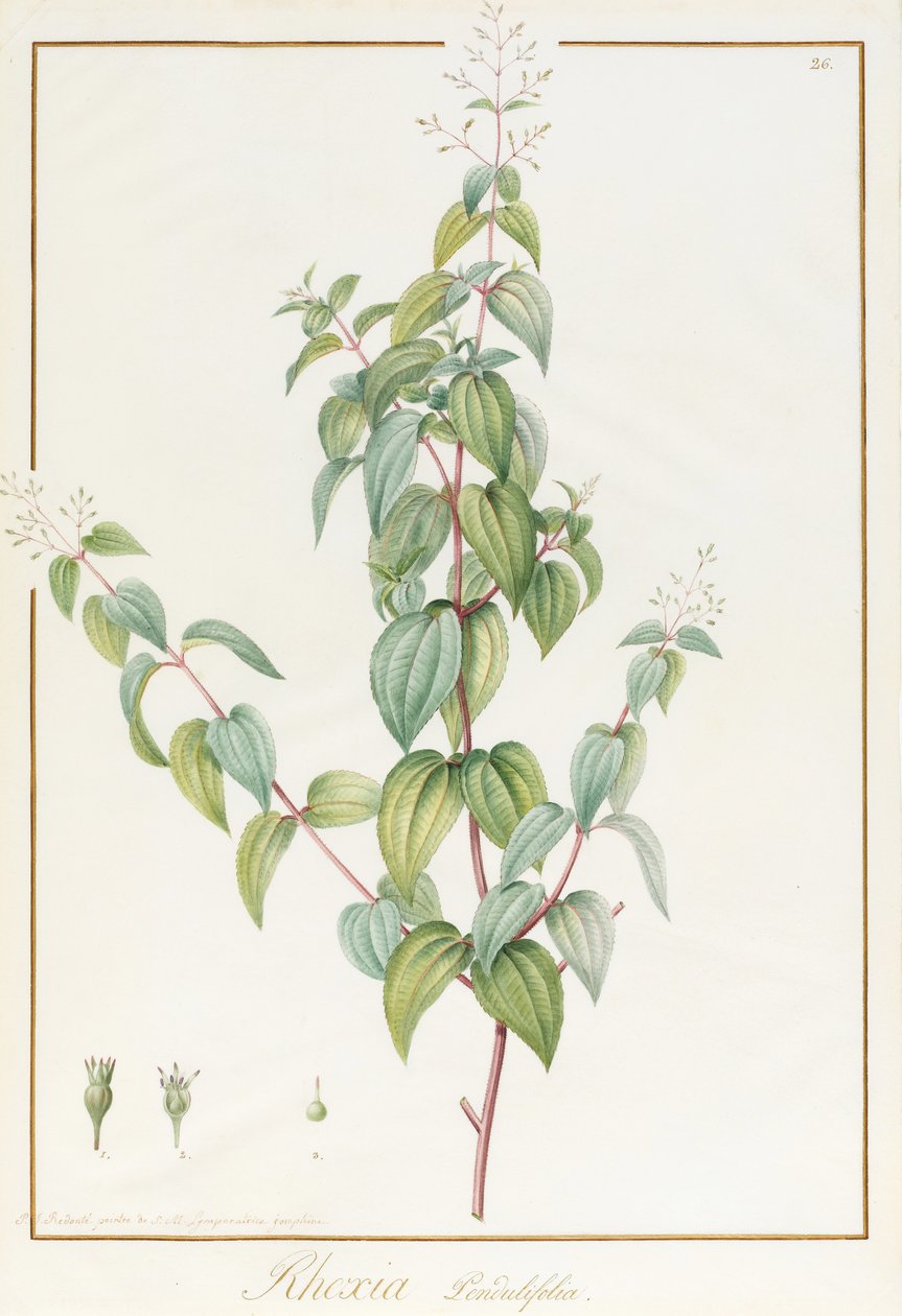 Rhexia Pendulifolia (wc a tělová barva přes stopy grafitu na pergamenu) od Pierre Joseph Redouté