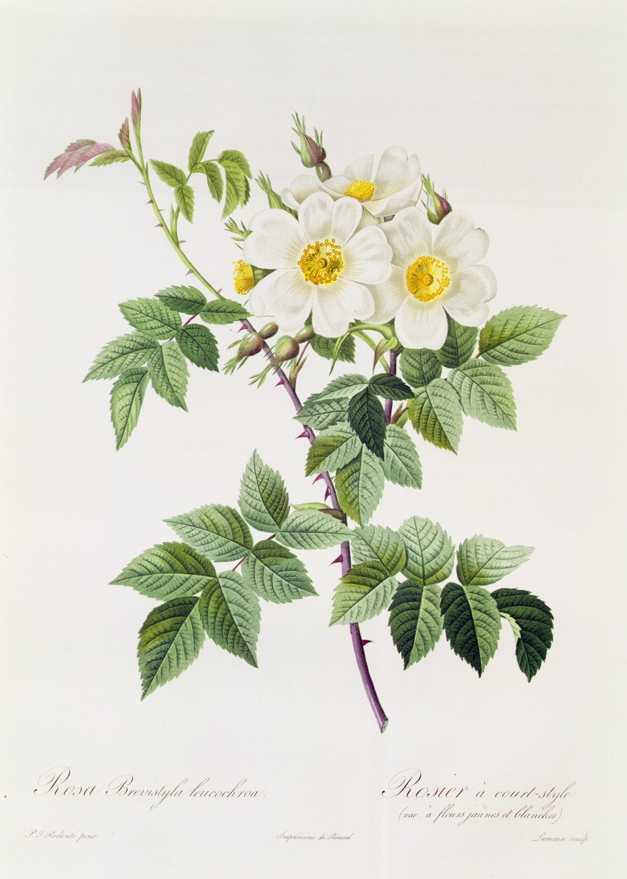 Tým Brevistyla Leucochroa od Pierre Joseph Redouté