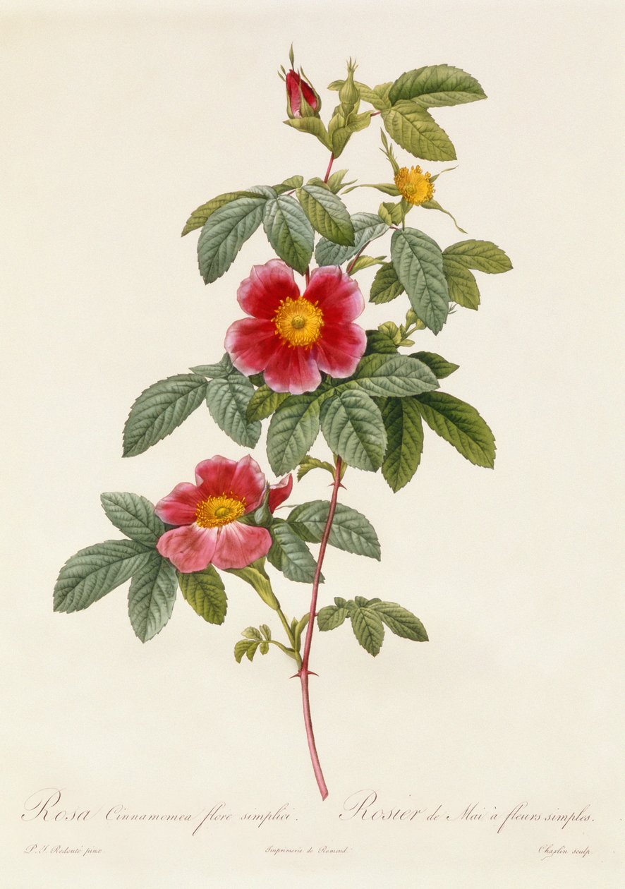 Rosa Cinnamomea jednoduchý květ od Pierre Joseph Redouté