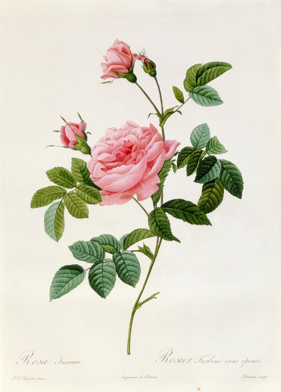 Rosa Inermisová od Pierre Joseph Redouté