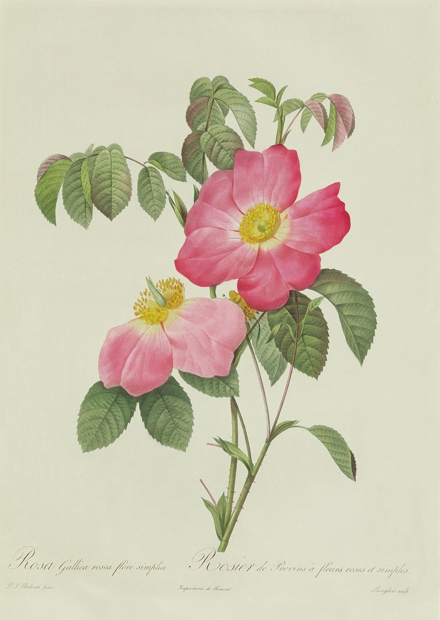 Rosa Tomentosa od Pierre Joseph Redouté