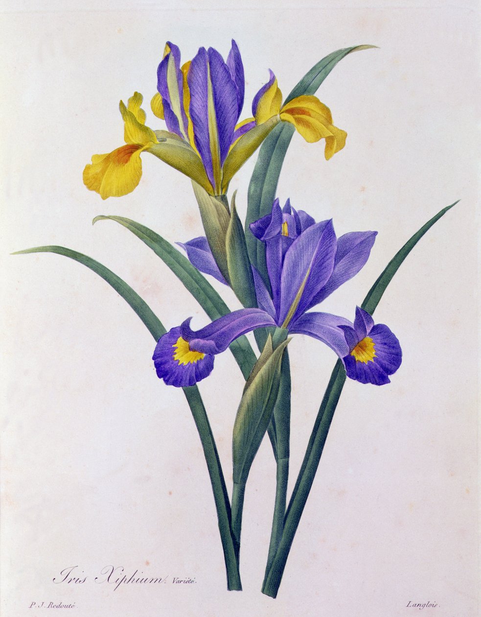 Iris Xiphium (barevná rytina) od Pierre Joseph Redouté